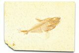 Detailed Fossil Fish (Diplomystus) - Wyoming #379312-1